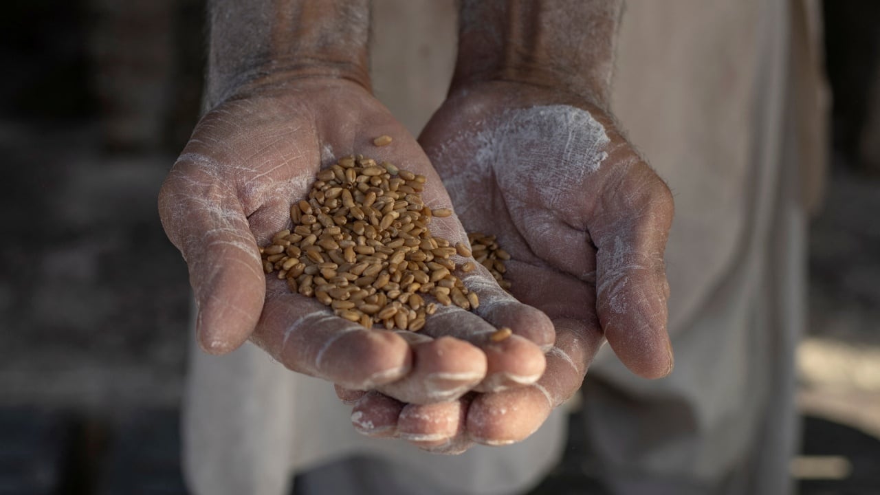 Ukraine in talks with India, Turkey and Egypt to restore Black Sea grain exports, says Zelenskyy